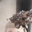 Heyone OONA Each Ending of Oona Series Blind Box Collectible Figures