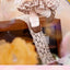 Come4free Bonn Milk Cake Dream Puff Series 1/12 BJD Blind Box Collectible Figures